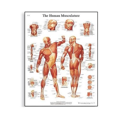 Schéma - lidské svalstvo - AJ - 50x67 cm