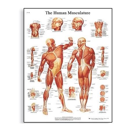 Schéma - lidské svalstvo - 50x67 cm