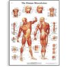 Tento barevný anatomický plakát ukazuje lidský svalový systém se všemi detaily. Všechny anatomické struktury jsou přesně popsány, čímž se ze schématu stává výborná výuková pomůcka pro pacienty i studenty. Názvy anatomických struktur jsou v latině, ostatní texty jsou v angličtině.