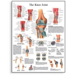 Schéma - lidský kolenní kloub - 50x67 cm