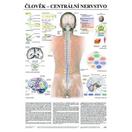 Schéma - lidské centrální nervstvo