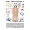 Plakát poukazuje na důležité anatomické struktury, ale taktéž na fyziologické procesy centrální nervové soustavy člověka. Anatomické schéma prezentuje hlavně lidský mozek a míchu. Odborné názvy částí mozku a míchy jsou v latině i češtině, ostatní texty jsou v češtině.