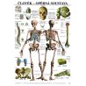 Anatomický plakát ukazuje všechny strukturní jednotky lidské kostry, samotné kosti, zubů a kolenního kloubu. Odborné výrazy jsou v češtině i latině, ostatní texty jsou v češtině. Schéma je výukovou pomůckou určenou hlavně pro hodiny biologie na školách, ale i jako nástroj pro zdokonalování znalostí anatomie mediků.