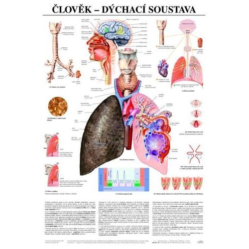 Schéma - lidská dýchací soustava - CZ - 67x96 cm