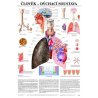 Na anatomickém plakátu jsou podrobně popsány anatomické struktury hrtanu, plic, průdušnice i průdušek. Navíc díky schématu pochopíte i fyziologii dýchání člověka. Odborné názvy anatomických struktur jsou v latině i češtině, ostatní popisky jsou v češtině.