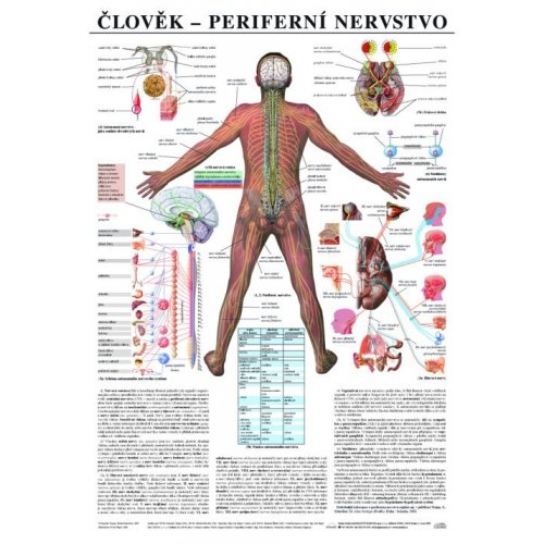 Schéma - lidské periferní nervstvo - CZ - 67x96 cm