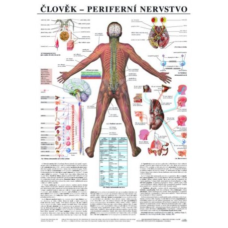 Schéma - lidské periferní nervstvo - 67x96 cm