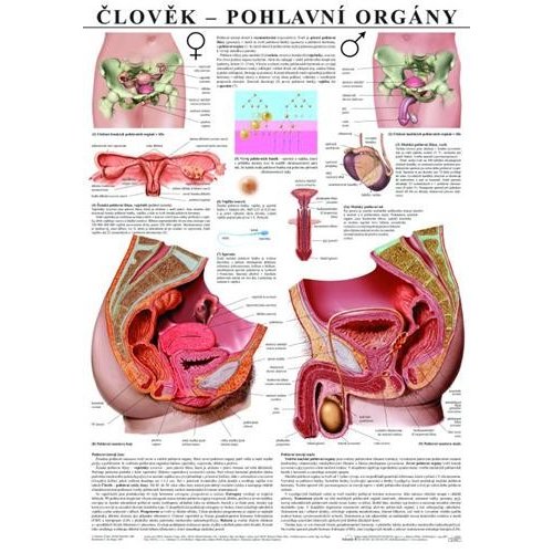 Schéma - lidské pohlavní orgány - CZ - 67x96 cm