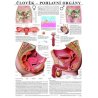 Texty anatomického plakátu jsou stručné a výstižné, ale didakticky správné. Názvy anatomických struktur jsou v latině i češtině, ostatní texty jsou v češtině. Ilustrace mužské i ženské pohlavní soustavy zahrnují všechny důležité anatomické struktury v barevné podobě.  