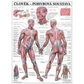 Schéma - lidská pohybová soustava - CZ - 67x96 cm