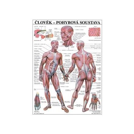 Schéma - lidská pohybová soustava - 67x96 cm