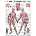Schéma - lidská pohybová soustava - CZ - 67x96 cm