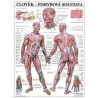 Svaly lidského těla jsou na plakátu zobrazeny v jedném celku - ve svalové soustavě. Toto schéma lze vyvěsit jak na stěny v ordinacích praktických lékařů, učeben biologie, ale i jen tak doma pro jednodušší studium anatomických struktur lidského těla. Názvy struktur jsou v češtině i latině, ostatní info je v češtině.
