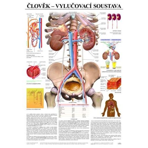 Schéma - lidská vylučovací soustava - CZ - 67x96 cm