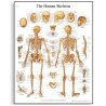 Schéma zobrazuje kosti celého lidského těla v jedném celku jako kostru člověka. Anatomie a fyziologie kosterního systému je shrnuta na plakátu tak, abyste si vytvořili základní přehled o kostech. Odborné názvy kostí jsou v latině, ostatní texty jsou napsány v angličtině.