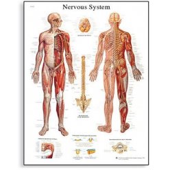 Schéma - lidský nervový systém - 50x67 cm