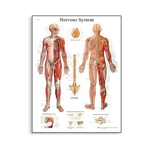 Schéma - lidský nervový systém - AJ - 50x67 cm