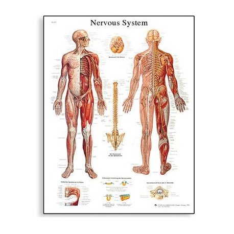 Schéma - lidský nervový systém - 50x67 cm