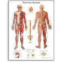 Schéma - lidský nervový systém - AJ - 50x67 cm