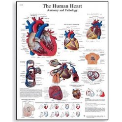 Schéma - lidské srdce - 50x67 cm