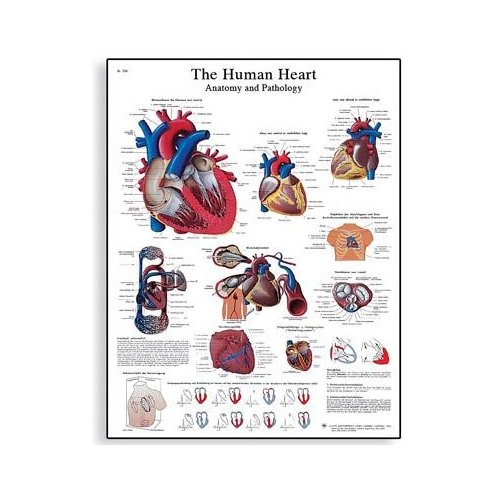 Schéma - lidské srdce - AJ - 50x67 cm