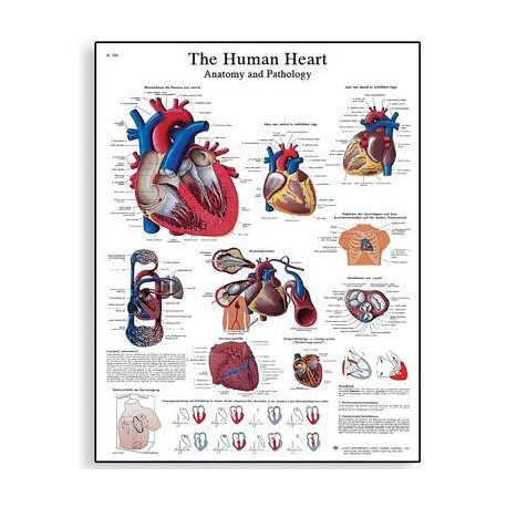 Schéma - lidské srdce - 50x67 cm