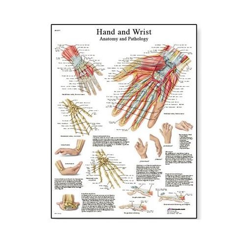 Schéma - lidská ruka a zápěstí - AJ - 50x67 cm