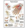 Kvalitní anatomický plakát se strukturami lidské ruky a zápěstí je vyroben z UV odolného papíru, na světle barvy nevyblednou. Plakát je vhodný na zavěšení do ordinací ortopedů i chirurgů. Odborné názvy anatomických struktur ruky jsou v latině, ostatní popisky jsou v angličtině.