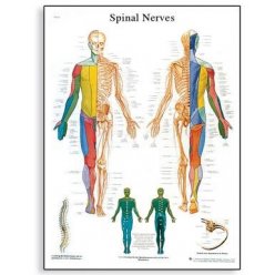 Schéma - spinální nervy - 50x67 cm