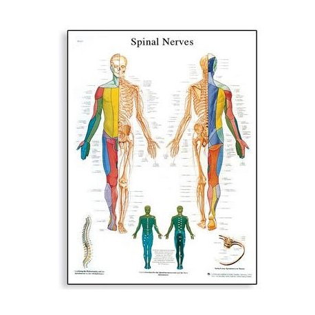 Schéma - spinální nervy - 50x67 cm