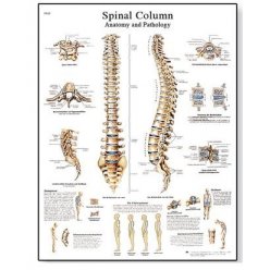 Schéma - lidská páteř - 50x67 cm