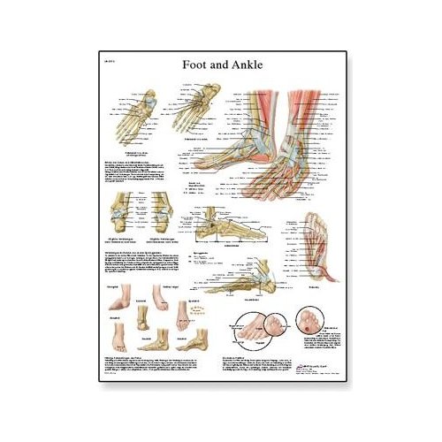Schéma - lidská noha a kotník - AJ - 50x67 cm