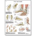 Schéma - lidská noha a kotník - AJ - 50x67 cm