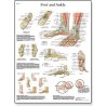 Schéma lidské nohy a kotníku znázorňuje anatomii a patologii spodní části dolní končetiny velmi podrobně a přesně. Plakát může být zavěšen jak na stěny čekáren a ordinací ortopedů, tak do učeben a poslucháren. Odborné názvy anatomických struktur jsou v latině, ostatní texty naleznete v angličtině.