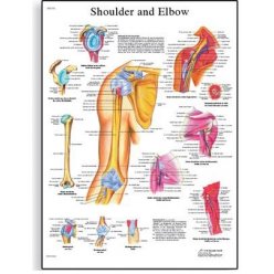 Schéma - lidské rameno a loket - 50x67 cm