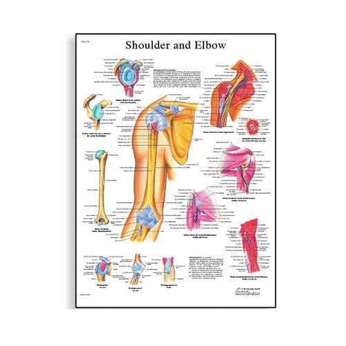 Schéma - lidské rameno a loket - AJ - 50x67 cm