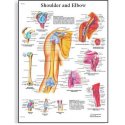 Schéma - lidské rameno a loket - AJ - 50x67 cm