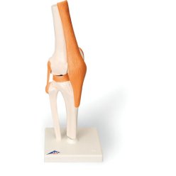 Model lidského kolenního kloubu - funkční