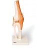 Model lidského kolenního kloubu znázorňuje artikulaci tří kostí - stehenní kosti, holenní kosti a lýtkové kosti. Navíc jsou v tomto modelu obsaženy i meniskus, šlachy, vazy a čéška. Tento model je plně ohebný a v životní velikosti. Repliku kolenního kloubu člověka dodáváme na podstavci.