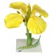 Řepka olejná - Brassica napus
