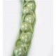Řepka olejná - Brassica napus