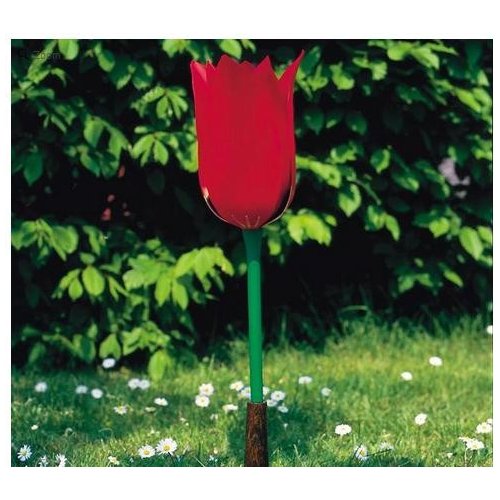 Tulipan záhradní - Tulipa gesneriana
