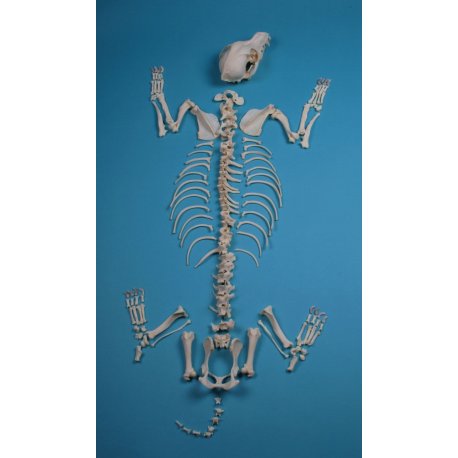 Skelet psa domácího - nesestaven - malý pes