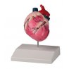 Tento model srdce psa domácího lze rozdělit na dvě poloviny. Po odejmutí přední části srdce jsou zřetelně vidět srdeční komory, předsíně a srdeční chlopně. Replika je umístněna na podstavci.