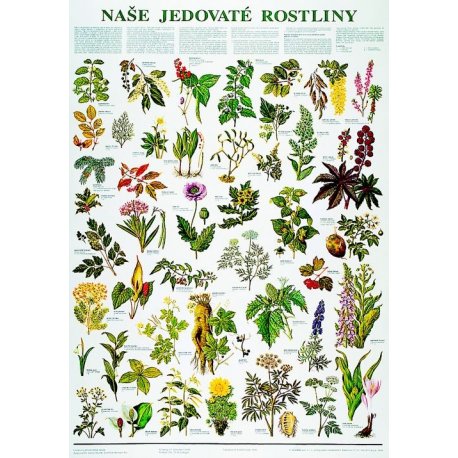 Schéma - naše jedovaté rostliny