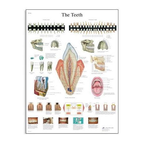 Schéma - lidské zuby - AJ - 50x67 cm