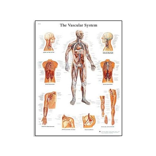 Schéma - lidský cévní systém - AJ - 50x67 cm