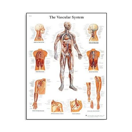 Schéma - lidský cévní systém - AJ - 50x67 cm