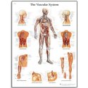 Schéma - lidský cévní systém - AJ - 50x67 cm