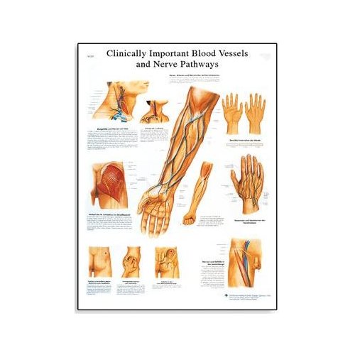 Schéma - nejdůležitější cévy a nervy člověka - AJ - 50x67 cm